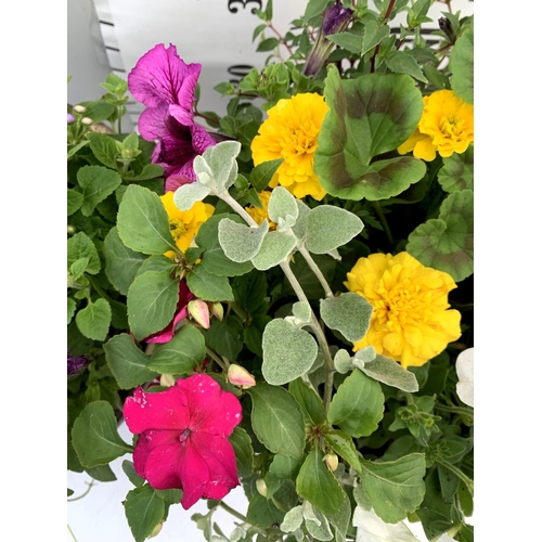 103 - TWO LARGE TUBS PLANTED WITH VARIOUS BASKET PLANTS INC MARIGOLDS PETUNIAS FUCHSIA BACOPA ETC IN 10 LT... 