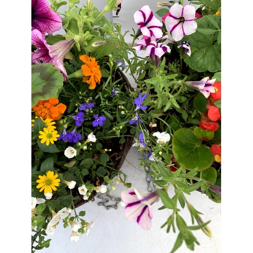 105 - TWO WICKER HANGING BASKETS PLANTED WITH VARIOUS BASKET PLANTS INCLUDING MARIGOLD PETUNIA VERBENA FUC... 