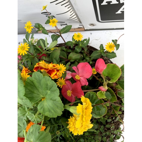 105 - TWO WICKER HANGING BASKETS PLANTED WITH VARIOUS BASKET PLANTS INCLUDING MARIGOLD PETUNIA VERBENA FUC... 