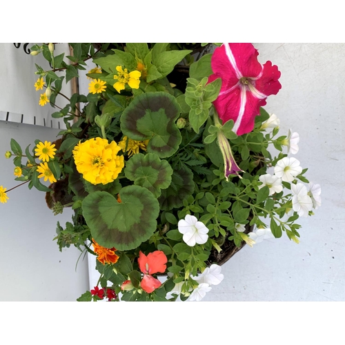 108 - TWO WICKER HANGING BASKETS PLANTED WITH VARIOUS BASKET PLANTS INCLUDING MARIGOLD PETUNIA VERBENA FUC... 