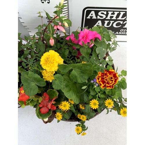 108 - TWO WICKER HANGING BASKETS PLANTED WITH VARIOUS BASKET PLANTS INCLUDING MARIGOLD PETUNIA VERBENA FUC... 