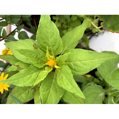 108 - TWO WICKER HANGING BASKETS PLANTED WITH VARIOUS BASKET PLANTS INCLUDING MARIGOLD PETUNIA VERBENA FUC... 