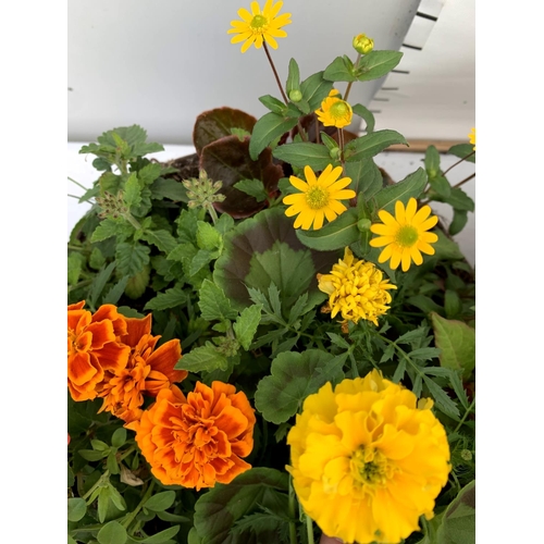 108 - TWO WICKER HANGING BASKETS PLANTED WITH VARIOUS BASKET PLANTS INCLUDING MARIGOLD PETUNIA VERBENA FUC... 