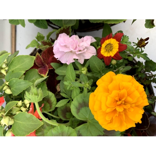 119 - TWO WICKER HANGING BASKETS PLANTED WITH VARIOUS BASKET PLANTS INCLUDING MARIGOLD PETUNIA VERBENA FUC... 