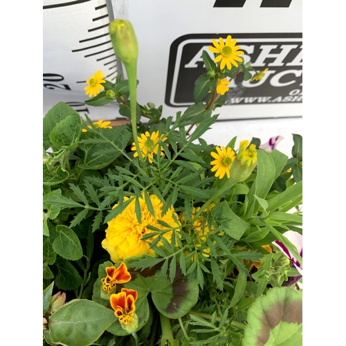 119 - TWO WICKER HANGING BASKETS PLANTED WITH VARIOUS BASKET PLANTS INCLUDING MARIGOLD PETUNIA VERBENA FUC... 