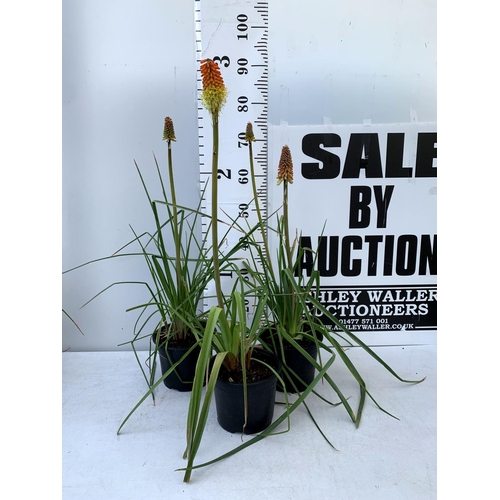 120 - THREE KNIPHOFIA RED HOT POKER 'FLAMENCO' IN 2 LTR POTS APPROX 70CM IN HEIGHT PLUS VAT TO BE SOLD FOR... 