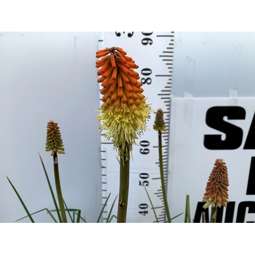 120 - THREE KNIPHOFIA RED HOT POKER 'FLAMENCO' IN 2 LTR POTS APPROX 70CM IN HEIGHT PLUS VAT TO BE SOLD FOR... 