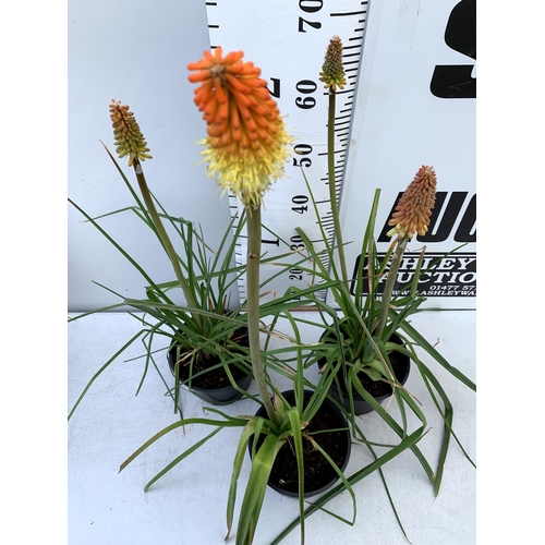 120 - THREE KNIPHOFIA RED HOT POKER 'FLAMENCO' IN 2 LTR POTS APPROX 70CM IN HEIGHT PLUS VAT TO BE SOLD FOR... 