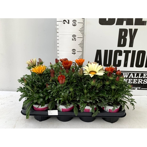 121 - EIGHT GAZANIA RIGENS BIG KISS IN MIXED COLOURS IN ONE LTR POTS 30CM IN HEIGHT ON A TRAY PLUS VAT TO ... 