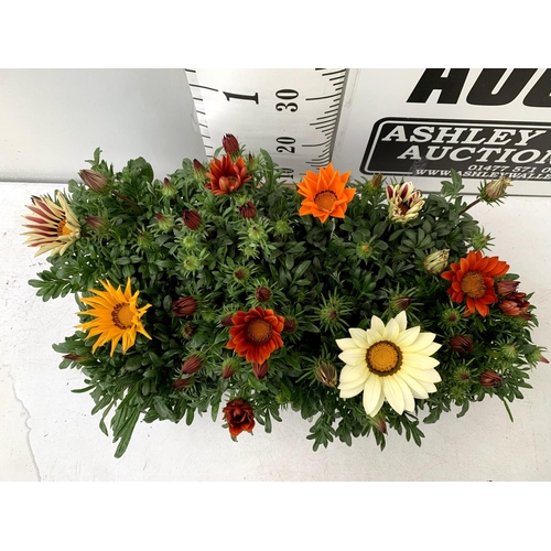 121 - EIGHT GAZANIA RIGENS BIG KISS IN MIXED COLOURS IN ONE LTR POTS 30CM IN HEIGHT ON A TRAY PLUS VAT TO ... 