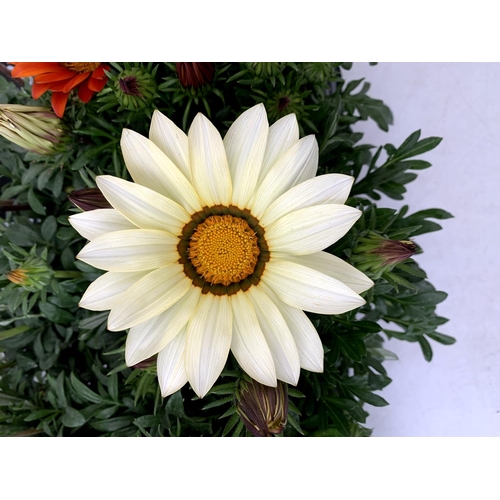 121 - EIGHT GAZANIA RIGENS BIG KISS IN MIXED COLOURS IN ONE LTR POTS 30CM IN HEIGHT ON A TRAY PLUS VAT TO ... 