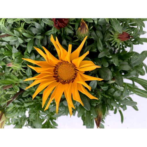 121 - EIGHT GAZANIA RIGENS BIG KISS IN MIXED COLOURS IN ONE LTR POTS 30CM IN HEIGHT ON A TRAY PLUS VAT TO ... 