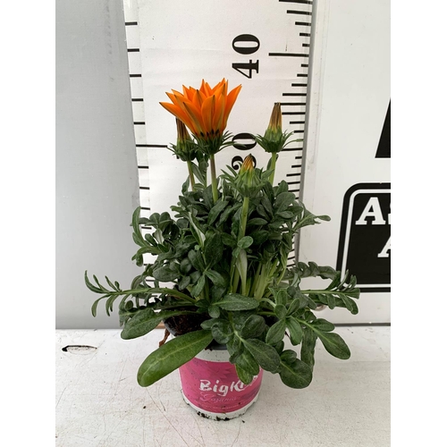 121 - EIGHT GAZANIA RIGENS BIG KISS IN MIXED COLOURS IN ONE LTR POTS 30CM IN HEIGHT ON A TRAY PLUS VAT TO ... 