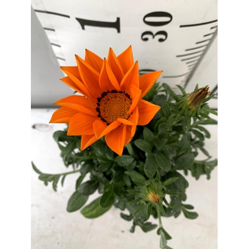 121 - EIGHT GAZANIA RIGENS BIG KISS IN MIXED COLOURS IN ONE LTR POTS 30CM IN HEIGHT ON A TRAY PLUS VAT TO ... 