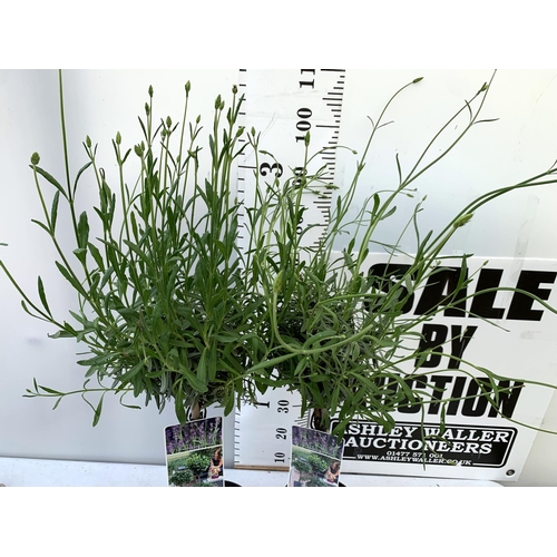 16 - TWO LAVENDER 'AUGUSTFOLIA' STANDARD TREES APPROX 120CM IN HEIGHT IN 3LTR POTS PLUS VAT TO BE SOLD FO... 