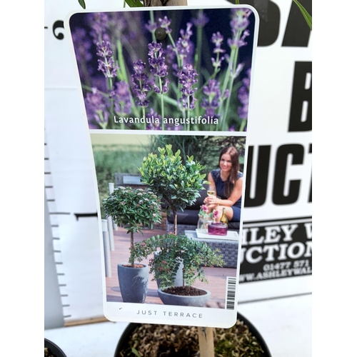 16 - TWO LAVENDER 'AUGUSTFOLIA' STANDARD TREES APPROX 120CM IN HEIGHT IN 3LTR POTS PLUS VAT TO BE SOLD FO... 