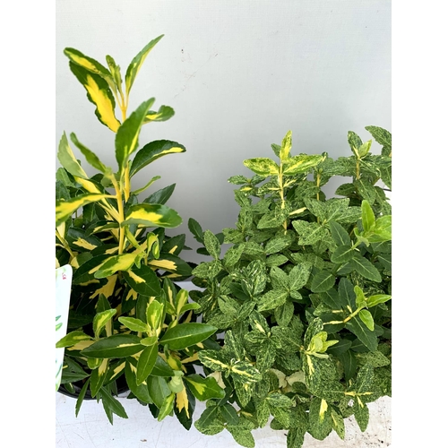 18 - TWO EUONYMOUS FORTUNA 'GOLDEN HARLEQUIN' AND JAPONICA ' GOLD QUEEN' IN 2 LTR POTS APPROX 40CM- 50CM ... 