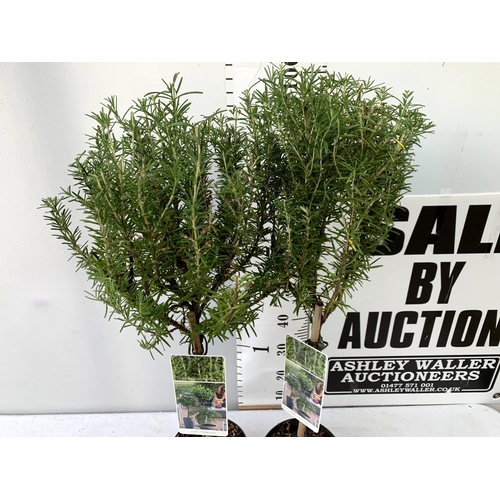 21 - TWO ROSEMARY ROSMARINUS OFFICINALIS STANDARD TREES APPROX 110CM IN HEIGHT IN 3 LTR POTS NO VAT TO BE... 