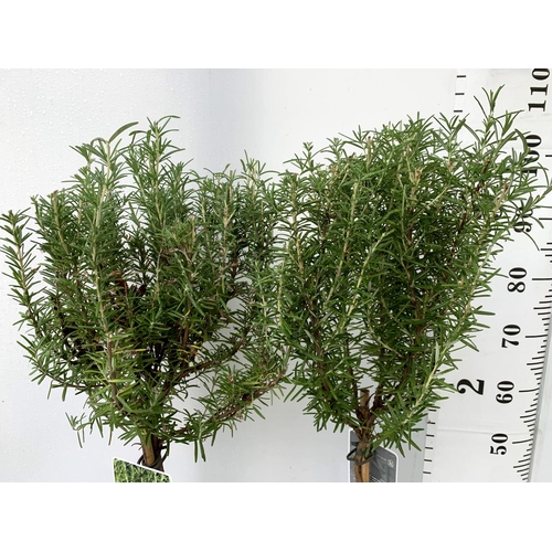 21 - TWO ROSEMARY ROSMARINUS OFFICINALIS STANDARD TREES APPROX 110CM IN HEIGHT IN 3 LTR POTS NO VAT TO BE... 