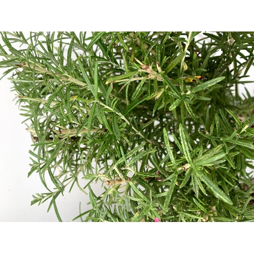 21 - TWO ROSEMARY ROSMARINUS OFFICINALIS STANDARD TREES APPROX 110CM IN HEIGHT IN 3 LTR POTS NO VAT TO BE... 