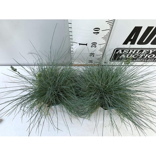 22 - TWO FESTUCA GLAUCA 'INTENSE BLUE' ORNAMENTAL GRASSES IN 2 LTR POTS APPROX 50CM IN HEIGHT PLUS VAT TO... 