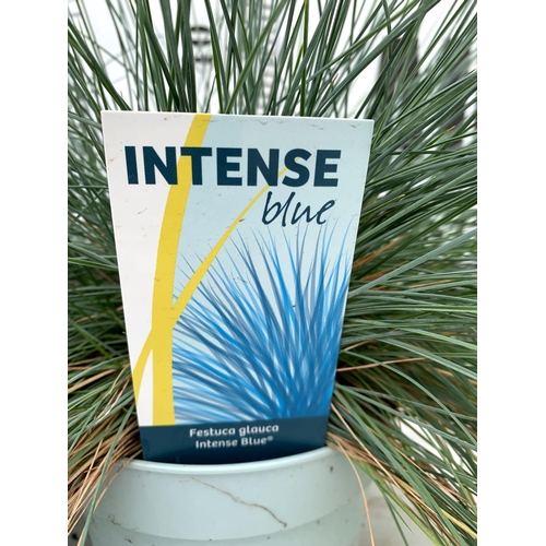 22 - TWO FESTUCA GLAUCA 'INTENSE BLUE' ORNAMENTAL GRASSES IN 2 LTR POTS APPROX 50CM IN HEIGHT PLUS VAT TO... 