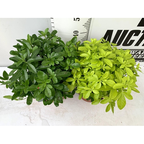 25 - TWO LARGE CHOISYA TERNATA 'BRICA' IN 5 LTR POTS APPROX 55CM IN HEIGHT PLUS VAT TO BE SOLD FOR THE TW... 