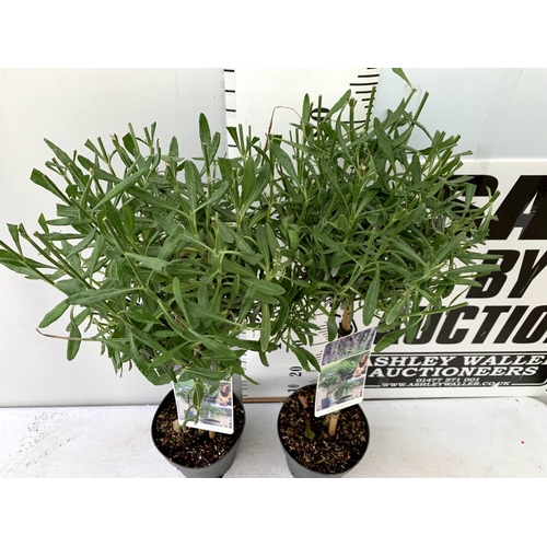 27 - TWO LAVENDER LAVENDULA ANGUSTIFOLIA STANDARD TREES APPROX 90CM IN HEIGHT IN 3 LTR POTS PLUS VAT TO B... 