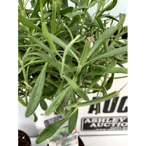 27 - TWO LAVENDER LAVENDULA ANGUSTIFOLIA STANDARD TREES APPROX 90CM IN HEIGHT IN 3 LTR POTS PLUS VAT TO B... 