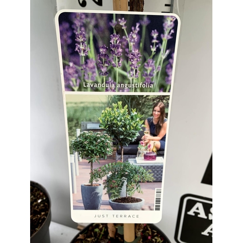 27 - TWO LAVENDER LAVENDULA ANGUSTIFOLIA STANDARD TREES APPROX 90CM IN HEIGHT IN 3 LTR POTS PLUS VAT TO B... 