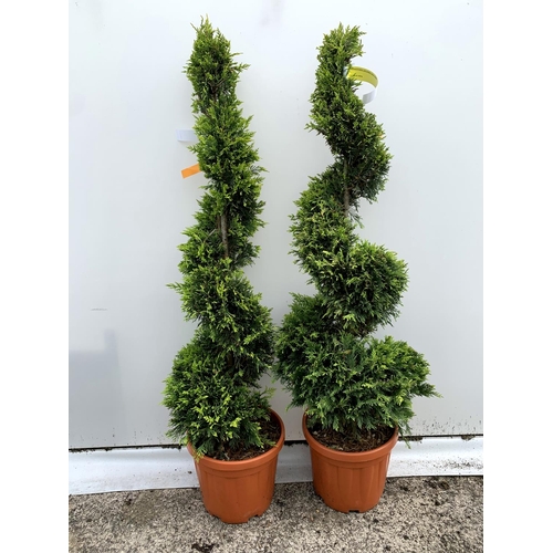 3 - TWO SPIRAL CUPRESSOCYPARIS SPIRAL LEYANDII 'GOLD RIDER' APPROX 170CM IN HEIGHT IN 15 LTR POTS PLUS V... 