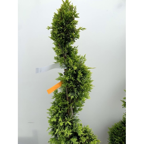 3 - TWO SPIRAL CUPRESSOCYPARIS SPIRAL LEYANDII 'GOLD RIDER' APPROX 170CM IN HEIGHT IN 15 LTR POTS PLUS V... 