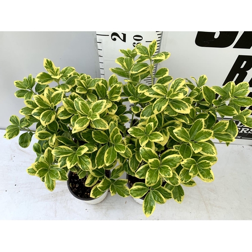 33 - TWO EUONYMUS JAPONICUS STANDARD TREES APPROX 70CM IN HEIGHT IN 2 LTR POTS PLUS VAT TO BE SOLD FOR TH... 