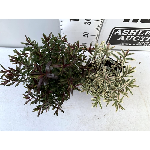 40 - TWO HEBES WILD ROMANCE AND HEARTBREAKER IN 2 LTR POTS HEIGHT 30CM -40CM PLUS VAT TO BE SOLD FOR THE ... 