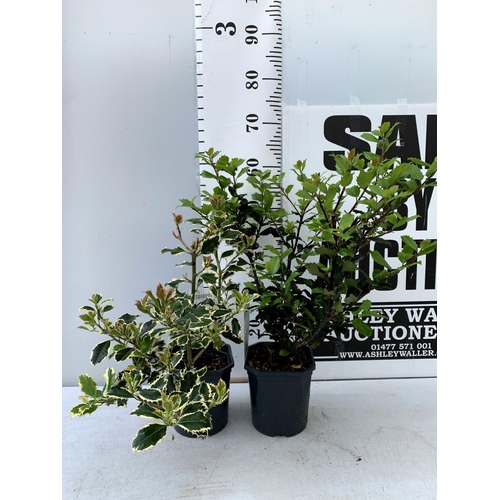 43 - TWO ILEX AQUIFOLIUM HOLLY 'BLUE PRINCE' AND ARGENTEA MARGINATA' IN 2 LTR POTS APPROX 60CM IN HEIGHT ... 