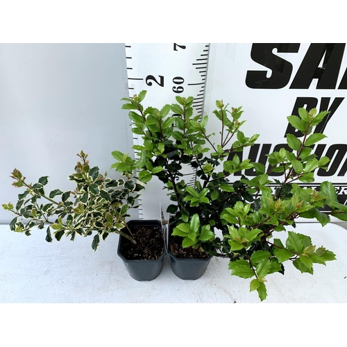 43 - TWO ILEX AQUIFOLIUM HOLLY 'BLUE PRINCE' AND ARGENTEA MARGINATA' IN 2 LTR POTS APPROX 60CM IN HEIGHT ... 