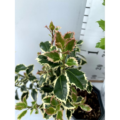 43 - TWO ILEX AQUIFOLIUM HOLLY 'BLUE PRINCE' AND ARGENTEA MARGINATA' IN 2 LTR POTS APPROX 60CM IN HEIGHT ... 