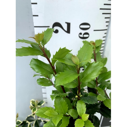 43 - TWO ILEX AQUIFOLIUM HOLLY 'BLUE PRINCE' AND ARGENTEA MARGINATA' IN 2 LTR POTS APPROX 60CM IN HEIGHT ... 