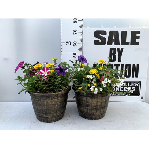 98 - TWO LARGE TUBS PLANTED WITH VARIOUS  PLANTS INC MARIGOLDS PETUNIAS FUCHSIA BACOPA ETC IN 10 LTR POTS... 