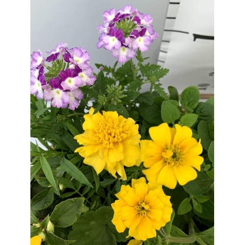 98 - TWO LARGE TUBS PLANTED WITH VARIOUS  PLANTS INC MARIGOLDS PETUNIAS FUCHSIA BACOPA ETC IN 10 LTR POTS... 