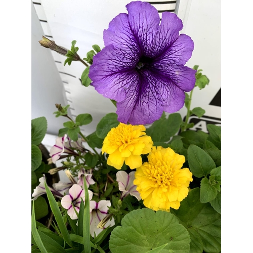 98 - TWO LARGE TUBS PLANTED WITH VARIOUS  PLANTS INC MARIGOLDS PETUNIAS FUCHSIA BACOPA ETC IN 10 LTR POTS... 