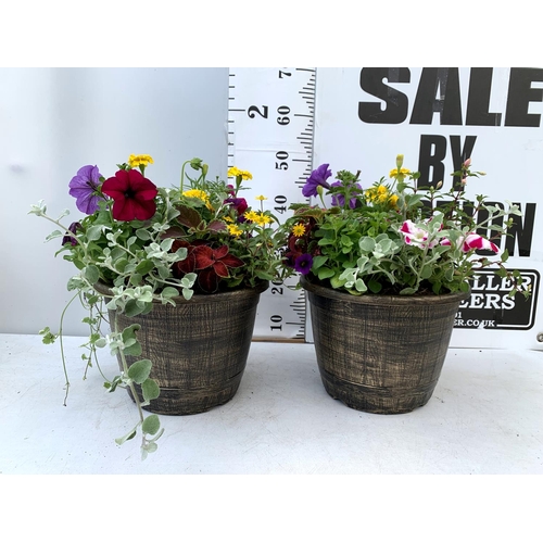 99 - TWO LARGE TUBS PLANTED WITH VARIOUS  PLANTS INC MARIGOLDS PETUNIAS FUCHSIA BACOPA ETC IN 10 LTR POTS... 