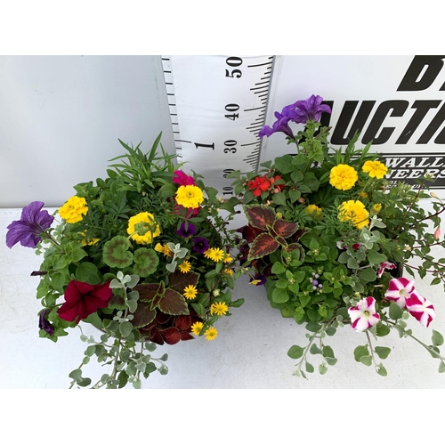 99 - TWO LARGE TUBS PLANTED WITH VARIOUS  PLANTS INC MARIGOLDS PETUNIAS FUCHSIA BACOPA ETC IN 10 LTR POTS... 