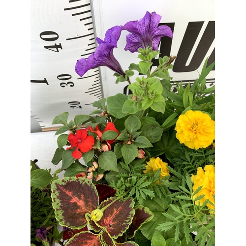 99 - TWO LARGE TUBS PLANTED WITH VARIOUS  PLANTS INC MARIGOLDS PETUNIAS FUCHSIA BACOPA ETC IN 10 LTR POTS... 