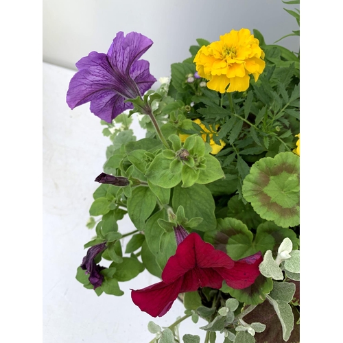 99 - TWO LARGE TUBS PLANTED WITH VARIOUS  PLANTS INC MARIGOLDS PETUNIAS FUCHSIA BACOPA ETC IN 10 LTR POTS... 