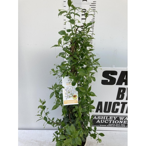 10 - ONE JASMINE ON A PYRAMID FRAME APPROX 120CM IN HEIGHT IN A 3LTR POT PLUS VAT