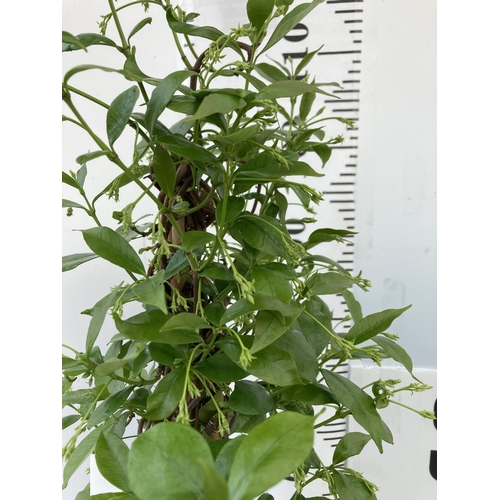 10 - ONE JASMINE ON A PYRAMID FRAME APPROX 120CM IN HEIGHT IN A 3LTR POT PLUS VAT