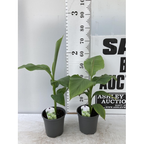 107 - TWO MUSA BASJOO BANANA PLANTS IN 2 LTR POTS 55CM TALL TO BE SOLD FOR THE TWO NO VAT