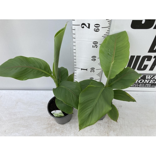 107 - TWO MUSA BASJOO BANANA PLANTS IN 2 LTR POTS 55CM TALL TO BE SOLD FOR THE TWO NO VAT