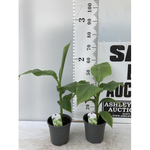 107 - TWO MUSA BASJOO BANANA PLANTS IN 2 LTR POTS 55CM TALL TO BE SOLD FOR THE TWO NO VAT